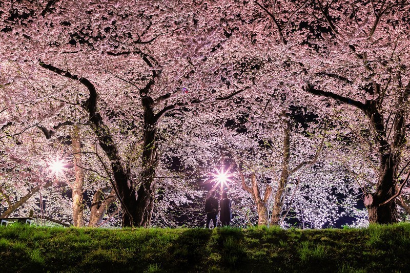 sakura.jpg